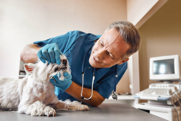 Best Emergency Broken Tooth Repair in New Stanton, PA